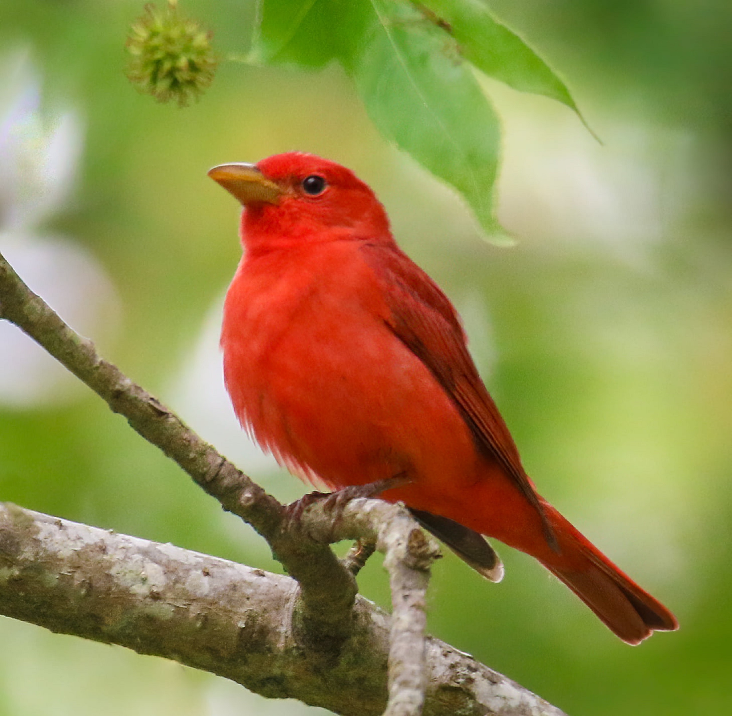 Summer Tanager at Pocosin Lakes National Wildlife Refuge FWS.gov